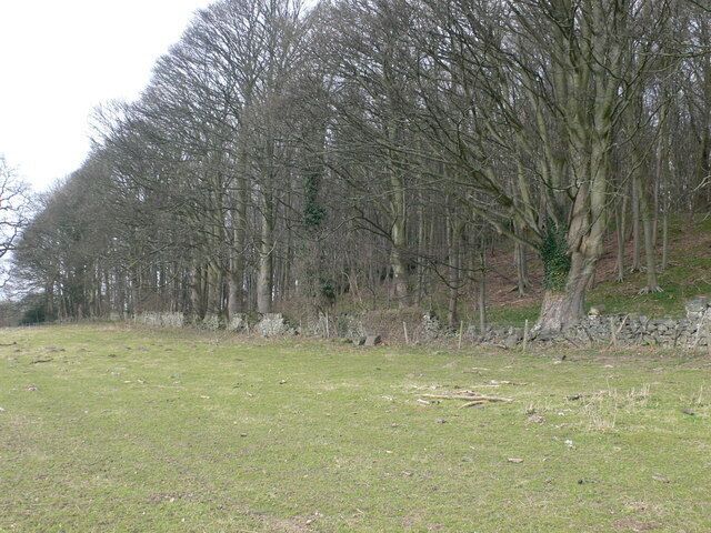 Enclosed woodland A small patch of woodland on the hartsheath estate, which has been enclosed by a dry stone wall.