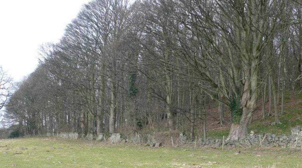 Enclosed woodland A small patch of woodland on the hartsheath estate, which has been enclosed by a dry stone wall.