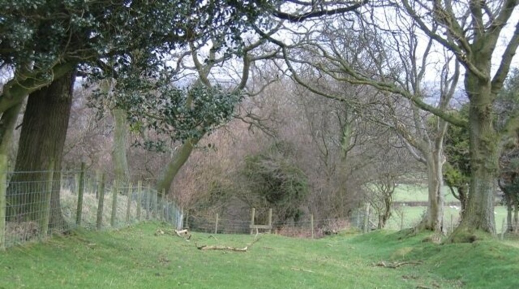 Ancient Trackway below Bryn Golau Looking back over the stile at 337610 and towards the overgrown track 347300 . This wide track between two tree lines and banks certainly looks as though its origins are in the distant past.