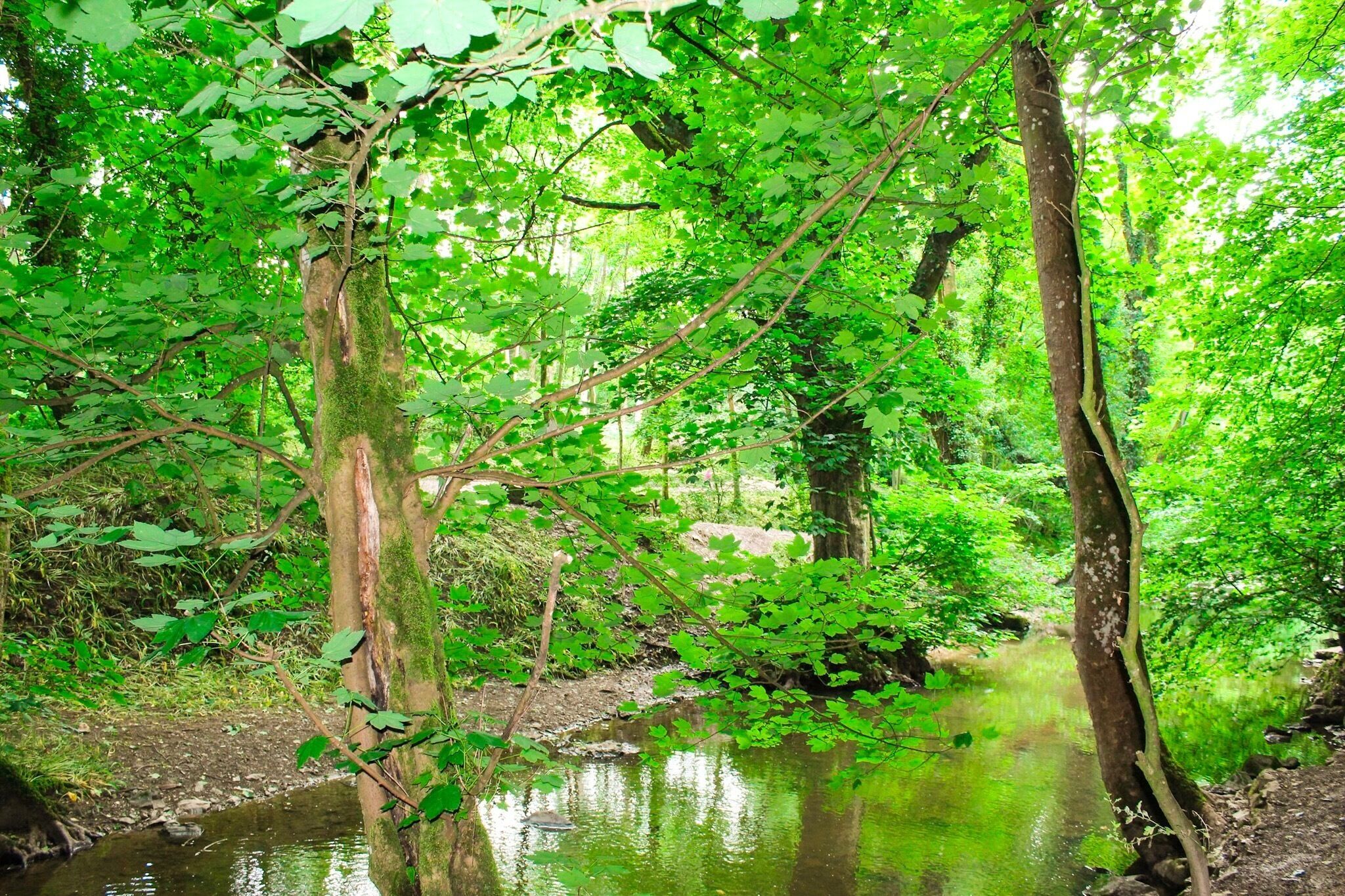 Natural beautiful surroundings of loggerheads country park #countryparks #loggerheads #moldarea 