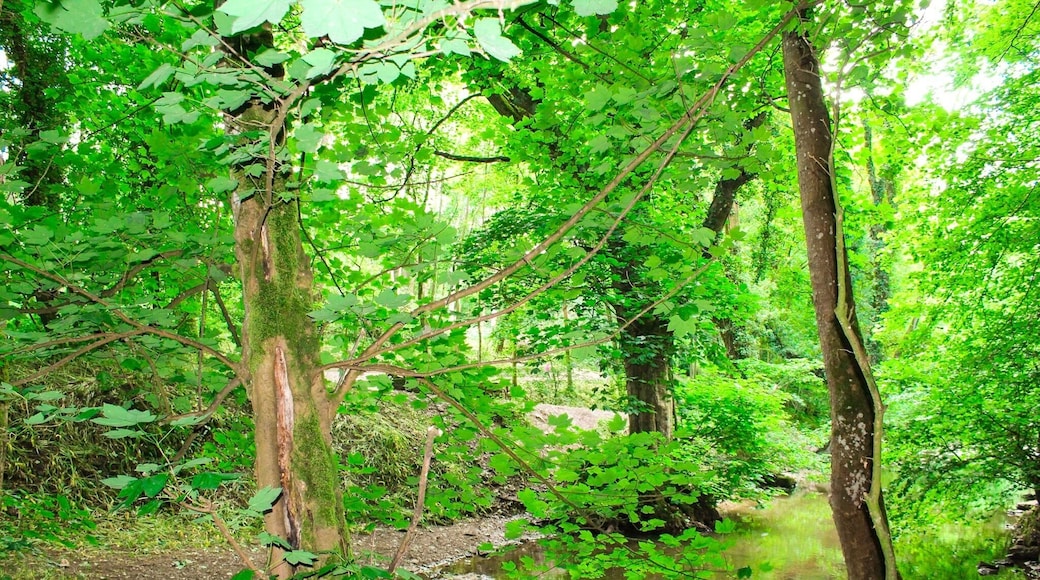 Natural beautiful surroundings of loggerheads country park #countryparks #loggerheads #moldarea