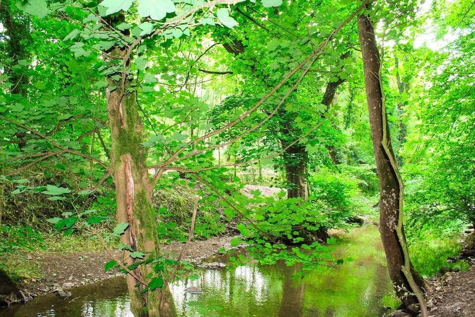 Un bosque con un arroyo y árboles cubiertos de musgo.