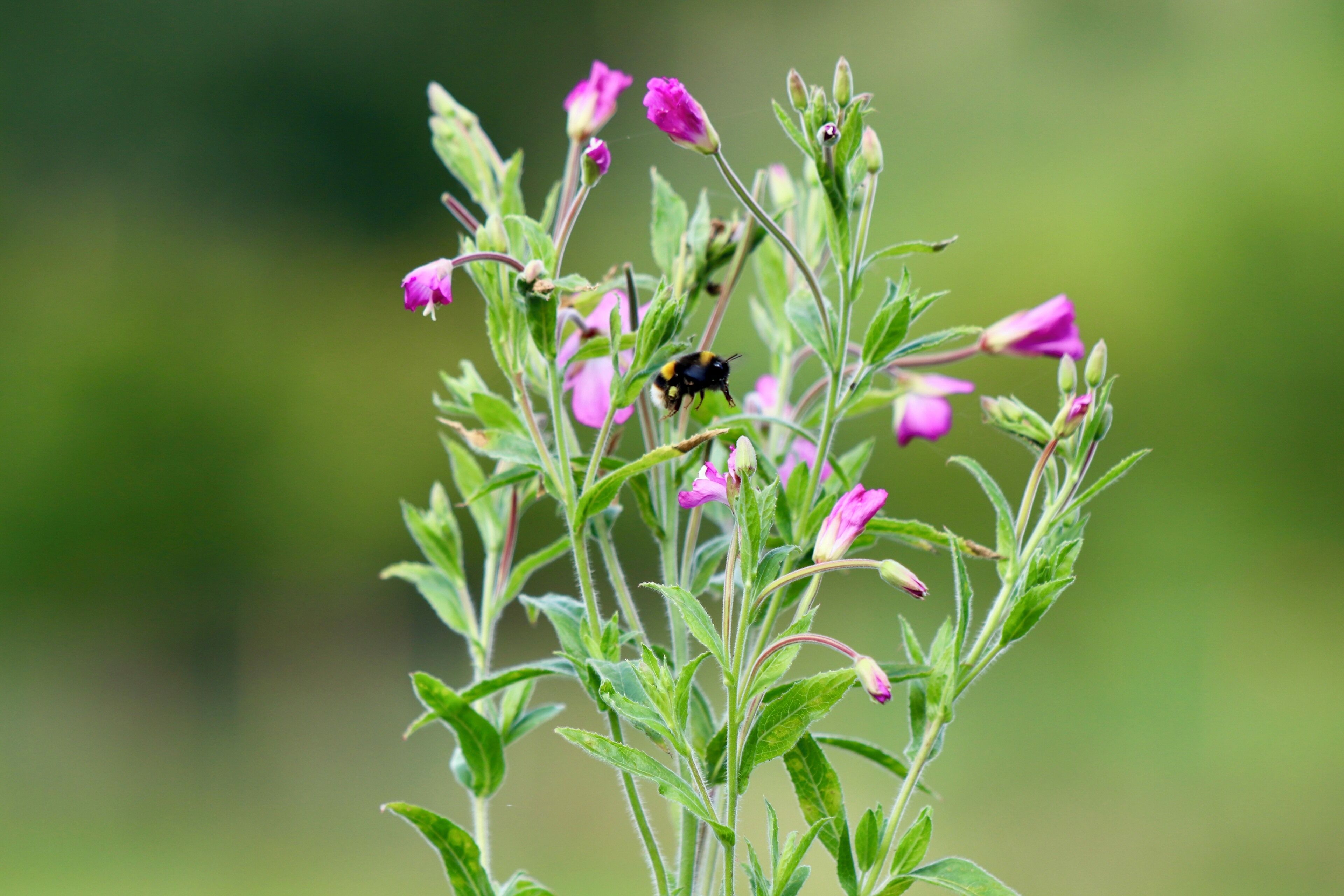 #bee #beesinaction #flowers #green #purple #nature #pollen #insect
