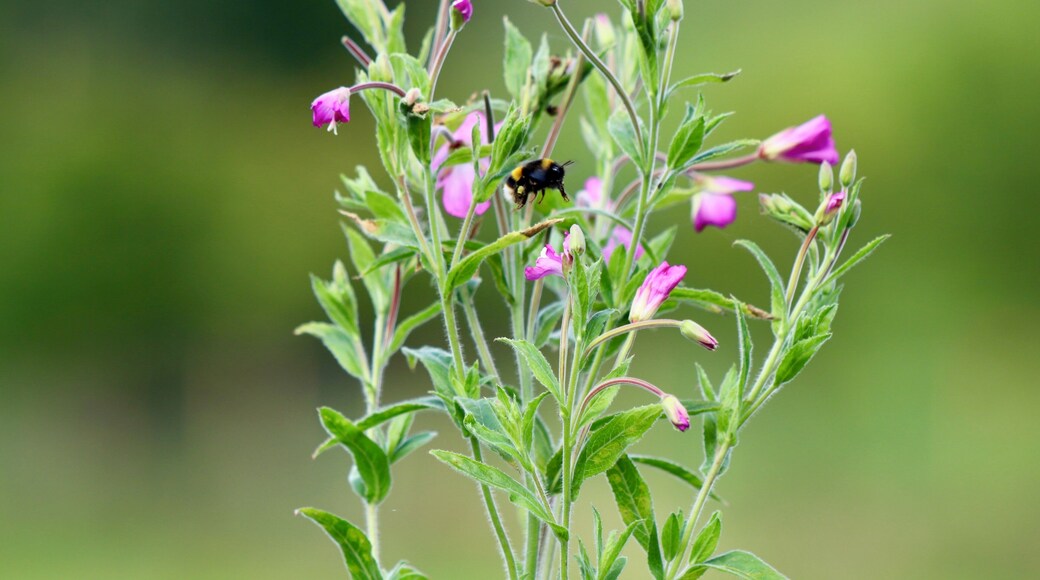 #bee #beesinaction #flowers #green #purple #nature #pollen #insect