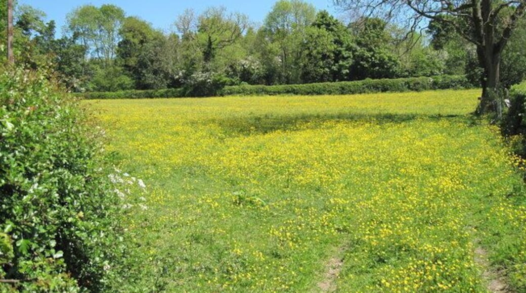 Field of Buttercups