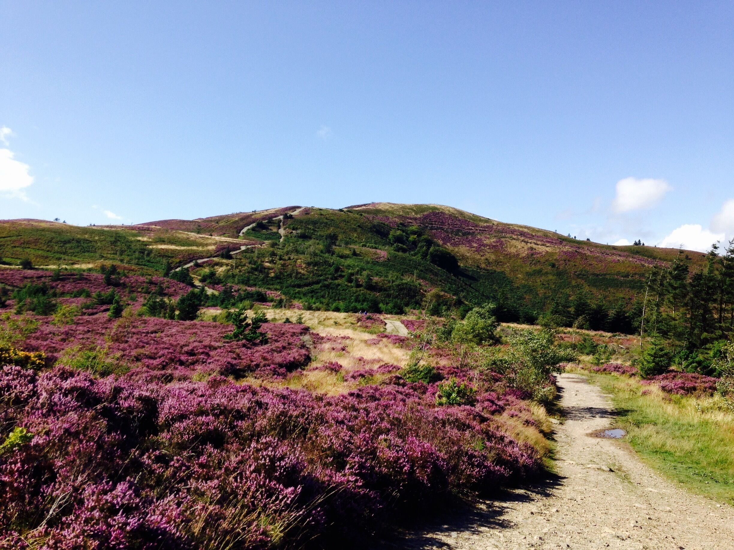 Summer walk through the heather on Moel Famau, near Mold, north Wales. 