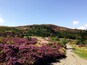 Summer walk through the heather on Moel Famau, near Mold, north Wales.