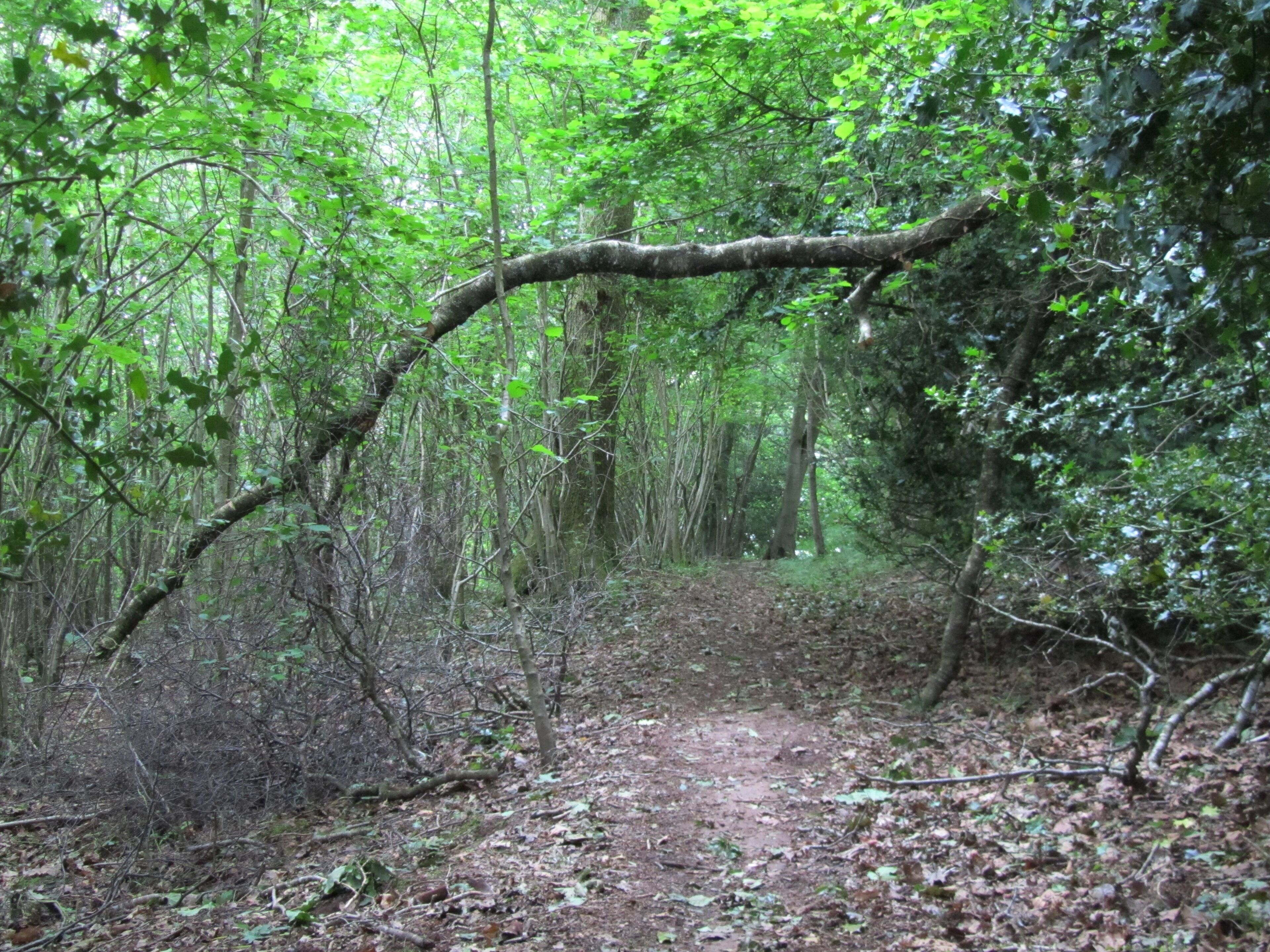 Path in Harper's Grove woodland in Monmouthshire, Wales