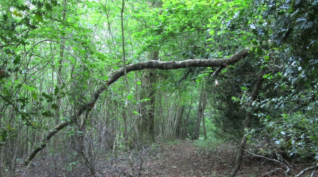 Path in Harper's Grove woodland in Monmouthshire, Wales