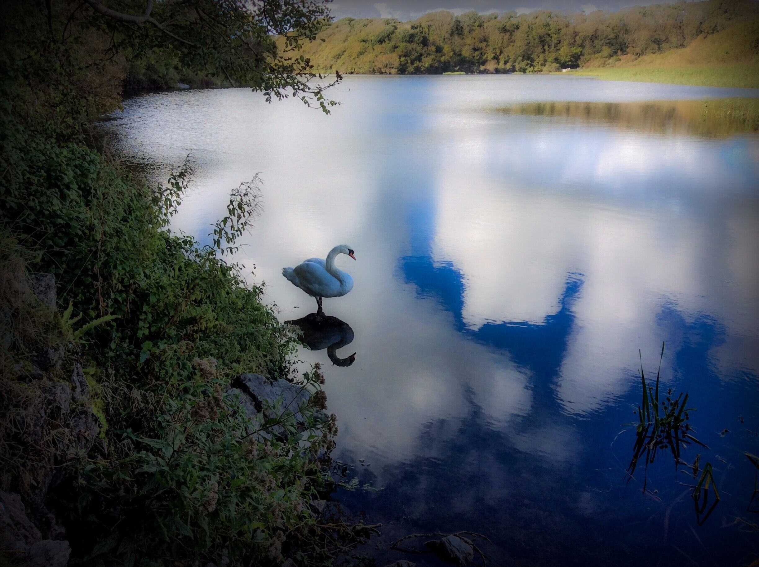 The traveller has reached the end of the journey!
Edmund Burke

Well, not quite yet.  We still had to walk through the Bosherston Lily Ponds.  The beach and the ponds are part of a larger estate called the Stackpole Estate.

https://en.wikipedia.org/wiki/Stackpole_Estate

We didn't walk the complete Pembrokeshire Coast Trail route, but I am certainly considering coming back to  complete it as it is a profoundly beautiful area.  Also, the hikes and scenery helped stimulate my greatest desire which is to think and write....not necessarily in that order.

Pembrokeshire Coast - National Trail
http://nt.pcnpa.org.uk/website/sitefiles/nt_page.asp?PageID=2

#hiking