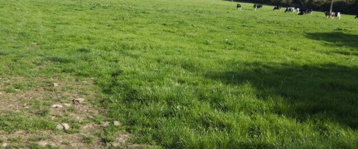 A green field with cows grazing and rolling hills in the background.
