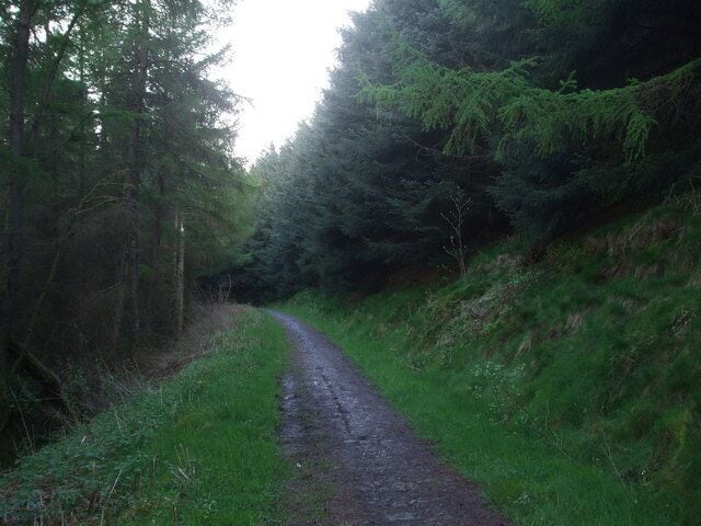 Forest above Trehafod Forestry track on mountainside above Trehafod
