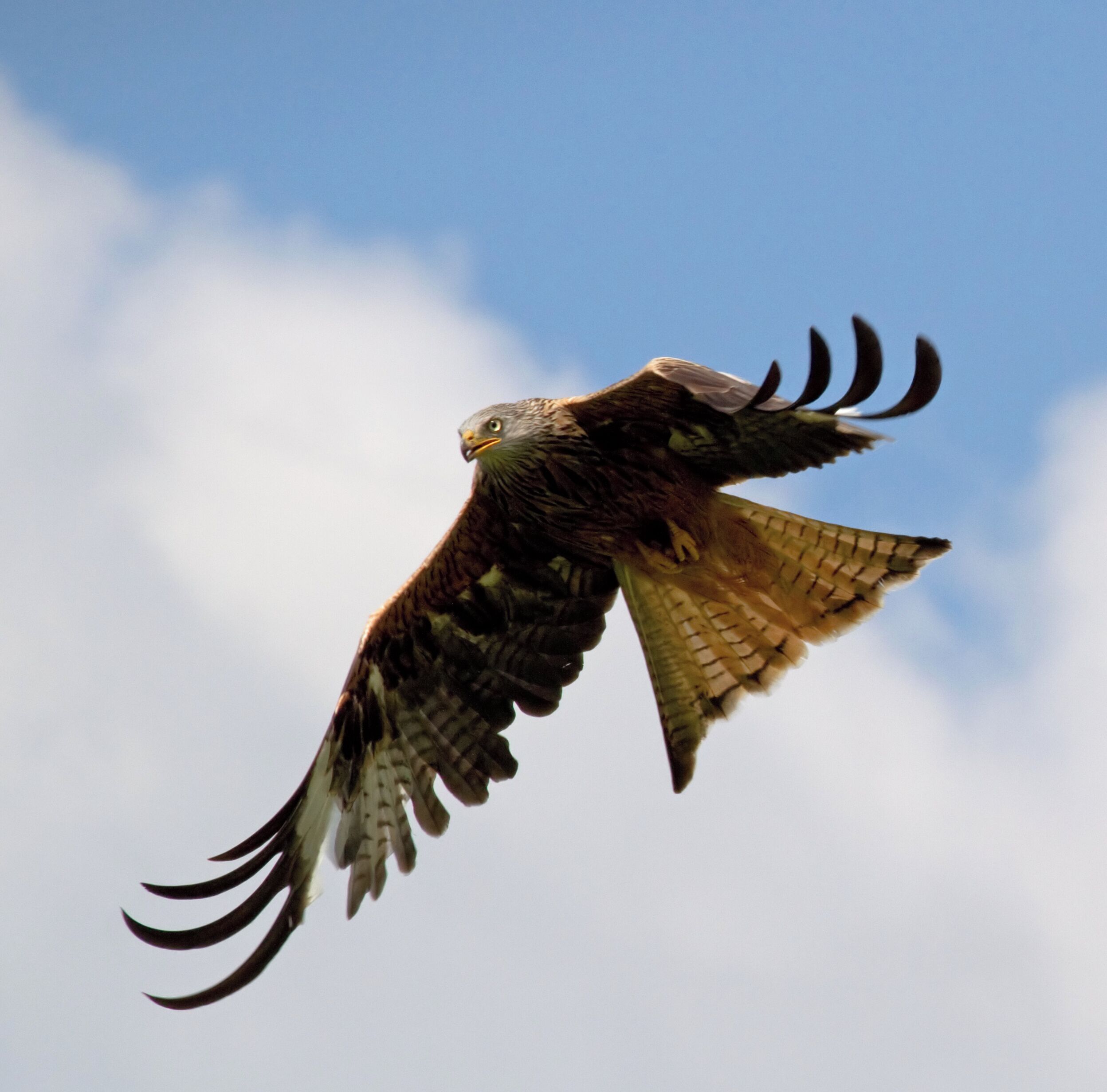 A bird of prey in flight against a clear sky.
