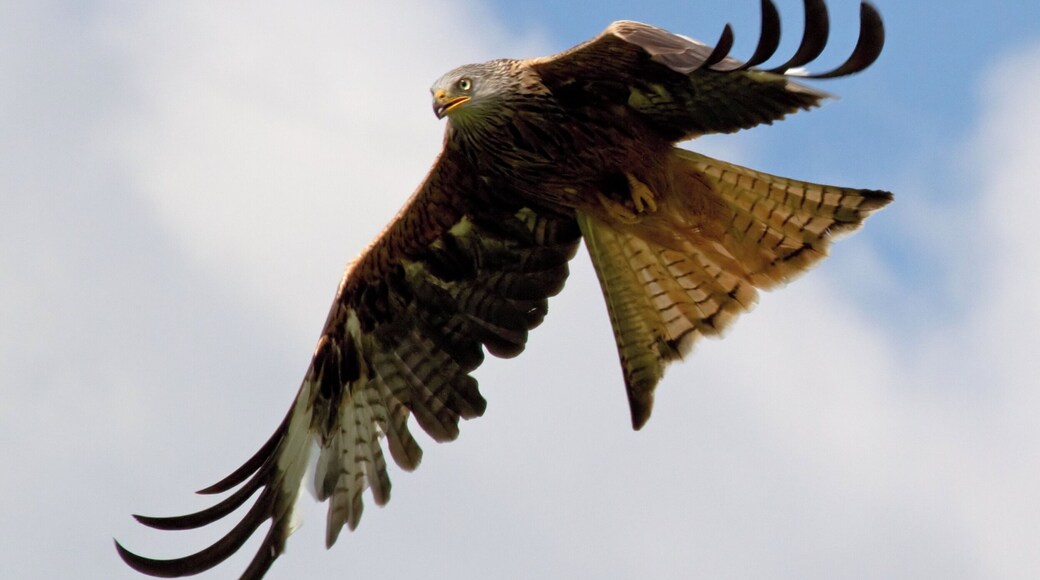 A bird of prey in flight against a clear sky.
