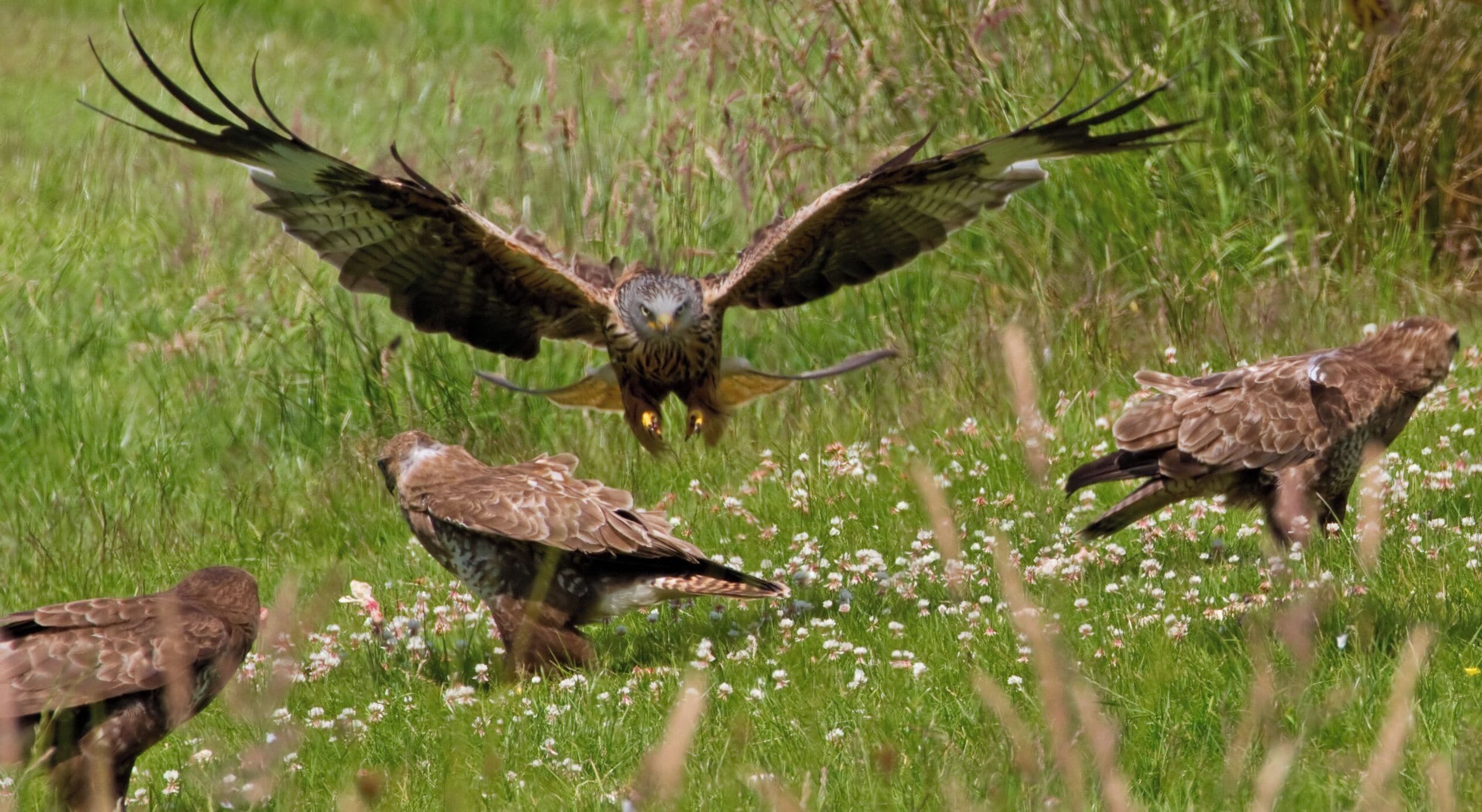 A bird of prey in flight over a field with wildflowers.