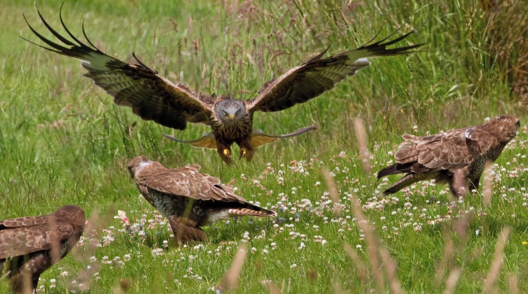 A bird of prey in flight over a field with wildflowers.