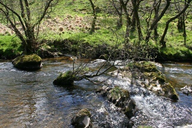 Tree on a rock. Trees get a hold on most things and this one is growing on a rock in the middle of a river at Gamallt, in the foreground you can see the scooped out rock 1294091