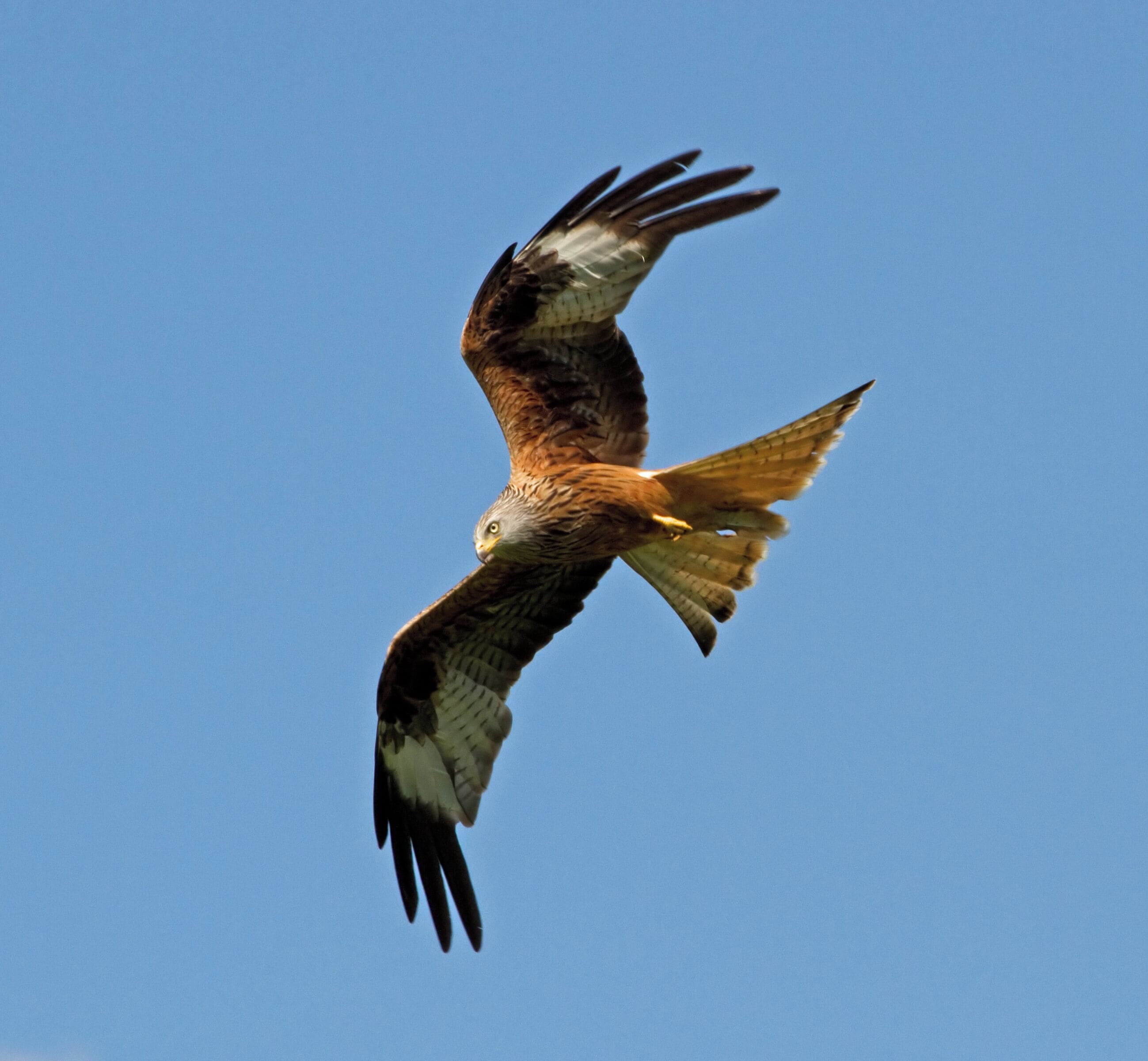 A bird of prey in flight against a clear blue sky.