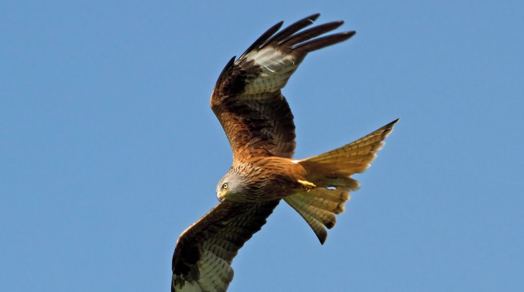 A bird of prey in flight against a clear blue sky.