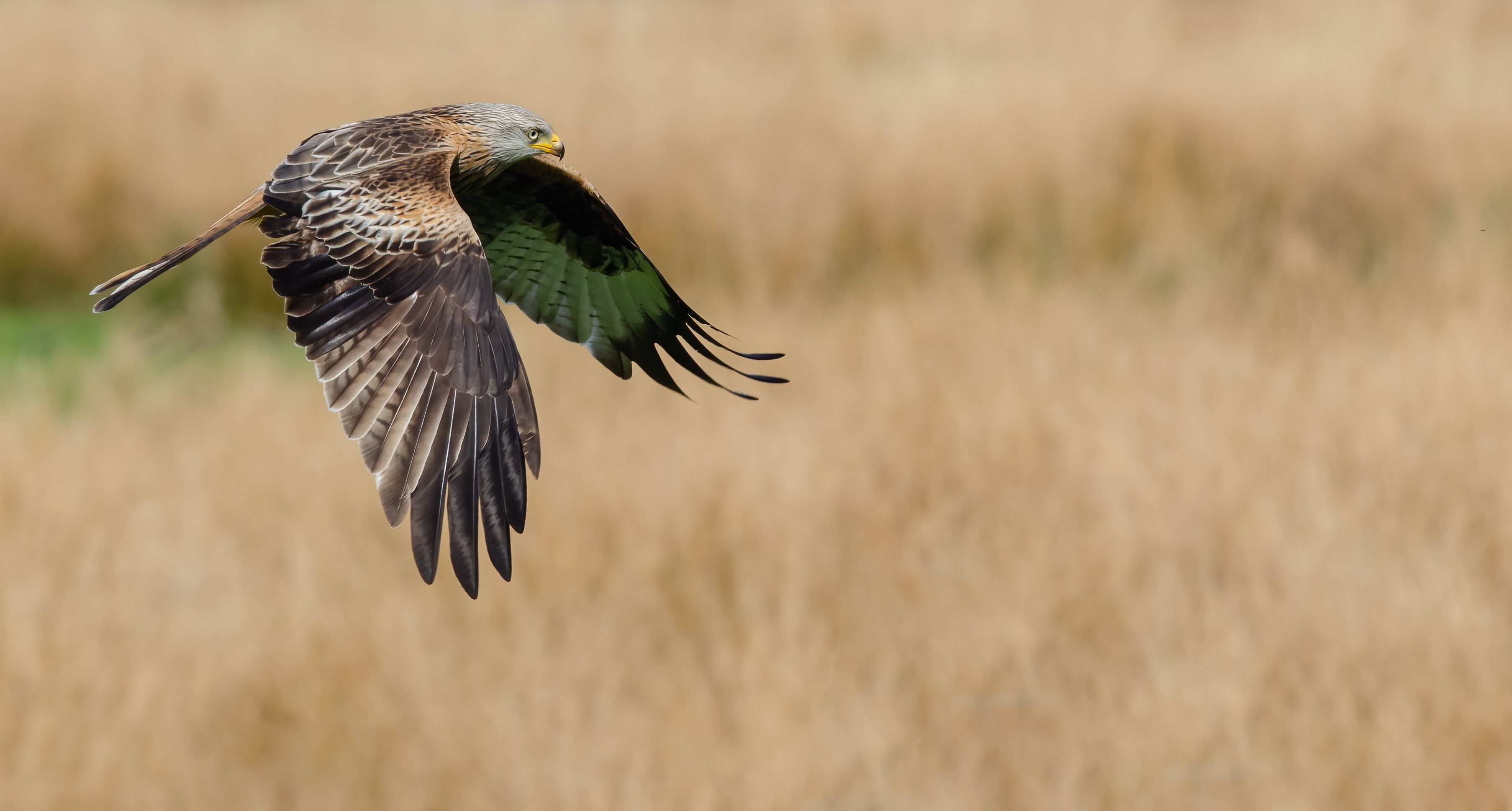 Red Kite flypast