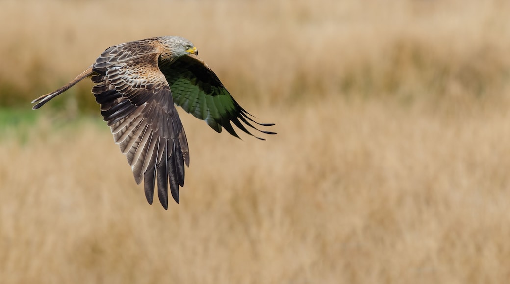 Red Kite flypast