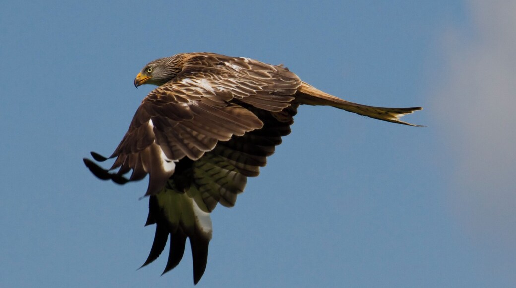 A bird of prey in flight against a clear sky.