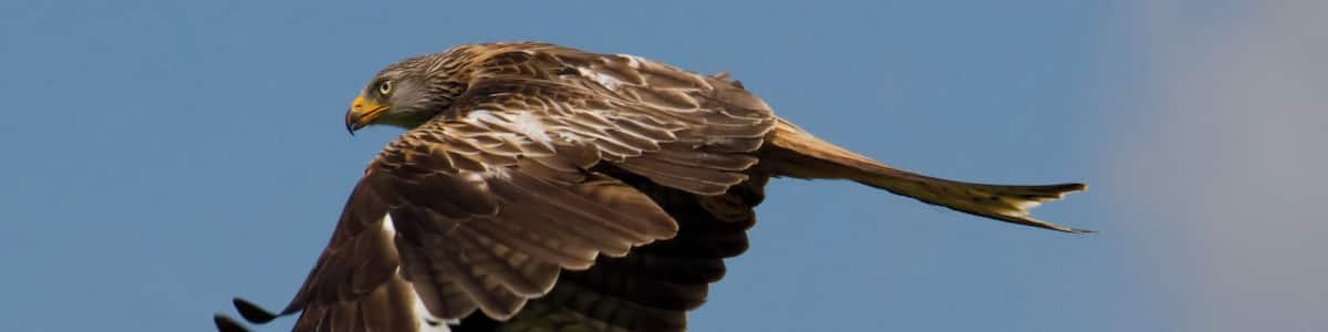 We went to the Kite feeding centre in Rhayader to watch the Red Kites. I took hundreds of photos, but have uploaded a selection.