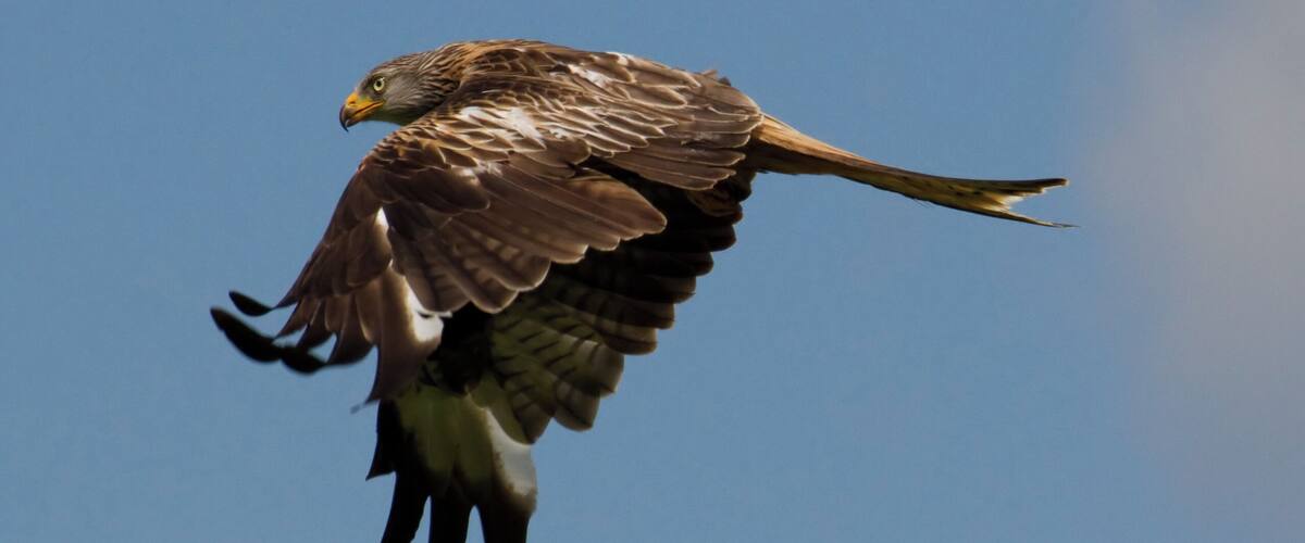 A bird of prey in flight against a clear sky.