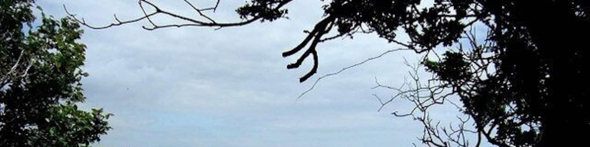 Hole in the Trees This view through the trees shows the coastal cliffs heading towards Rhoose Point