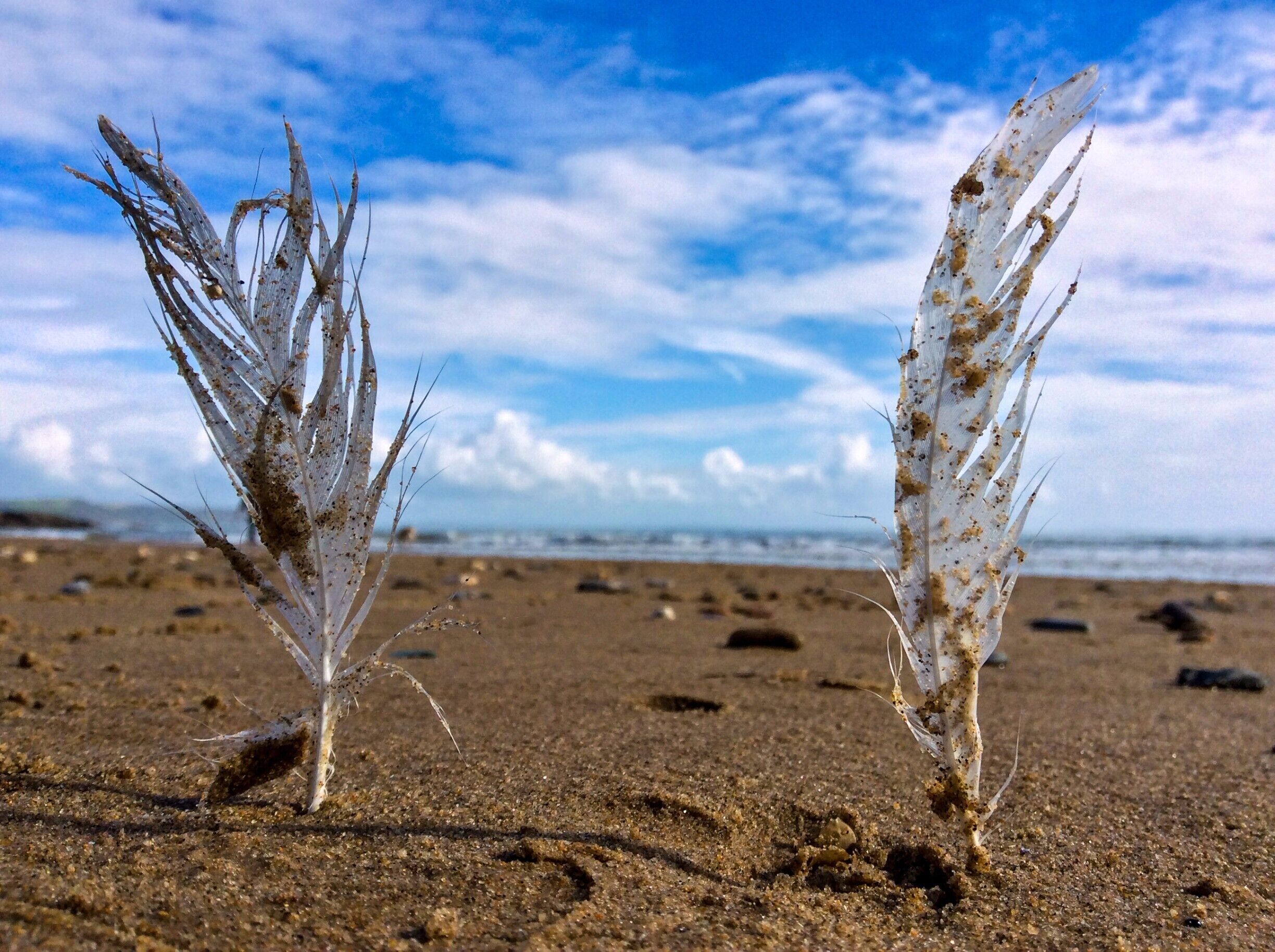 Intelligence without ambition is a bird without wings.
Salvador Dali

Interestingly enough, there were birds that existed without wings: The Moa which you can read more about here:

https://en.wikipedia.org/wiki/Moa

And, a great many birds are flightless birds.  Here is the Wikipedia page:

https://en.wikipedia.org/wiki/Flightless_bird

And a top ten list from smashing lists:

http://www.smashinglists.com/top-10-flightless-birds-still-present-today/

These, of course, are not wings but feathers quite possibly from the wing of a seagull.  At the time of this photograph, the World Cup of Rugby was being played in the UK.  So, I put these feathers in the sand to resemble goal posts.

Why?  Well, I am the embodiment of intelligence without ambition, or lack of intelligence without ambition  In any event, certainly without ambition.  And, in no way do I feel ashamed of this.  I could spend everyday wandering the beaches of this world in a bliss of a wandering imagination because I am a child who never grew up still curious about this universe and what it has to offer.
#hiking
