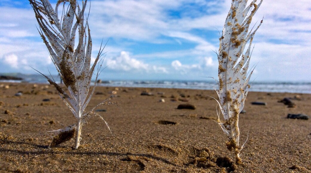 Intelligence without ambition is a bird without wings.
Salvador Dali
Interestingly enough, there were birds that existed without wings: The Moa which you can read more about here:
https://en.wikipedia.org/wiki/Moa
And, a great many birds are flightless birds. Here is the Wikipedia page:
https://en.wikipedia.org/wiki/Flightless_bird
And a top ten list from smashing lists:
http://www.smashinglists.com/top-10-flightless-birds-still-present-today/
These, of course, are not wings but feathers quite possibly from the wing of a seagull. At the time of this photograph, the World Cup of Rugby was being played in the UK. So, I put these feathers in the sand to resemble goal posts.
Why? Well, I am the embodiment of intelligence without ambition, or lack of intelligence without ambition In any event, certainly without ambition. And, in no way do I feel ashamed of this. I could spend everyday wandering the beaches of this world in a bliss of a wandering imagination because I am a child who never grew up still curious about this universe and what it has to offer.
#hiking