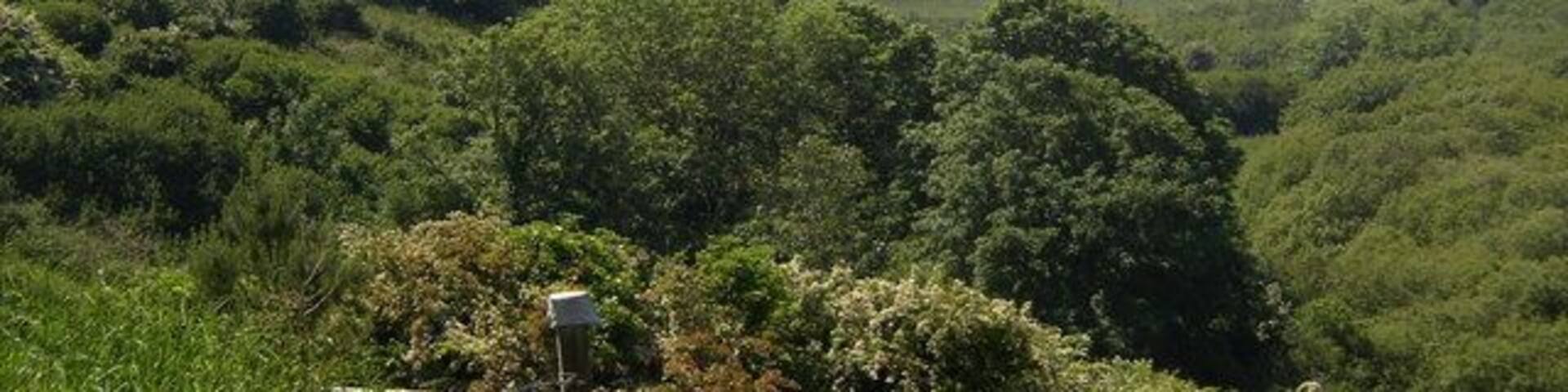 Manorbier castle with the sea mist rolling in.
