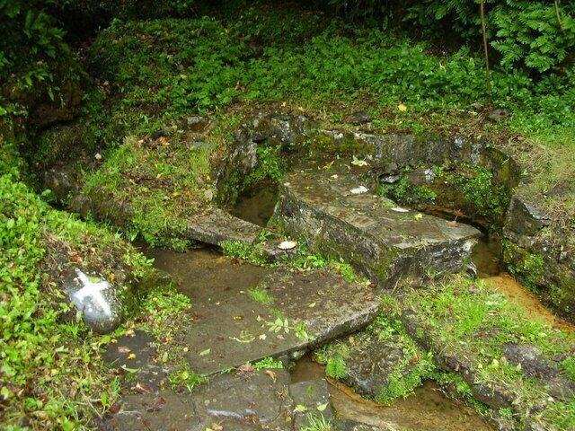 A moss-covered stone staircase in a forested area.