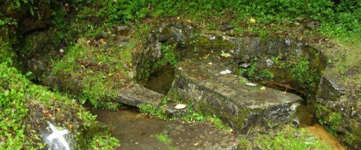 A moss-covered stone staircase in a forested area.