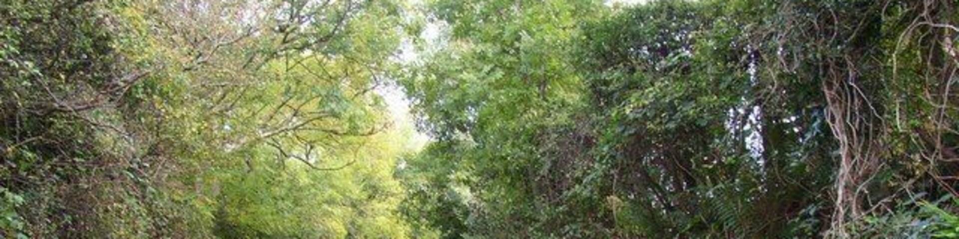 Lane in East Williamston Most of the village is on a lane that loops away from the old main road and back again. This is the narrow part on the north-east side.