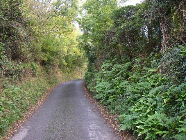 A narrow, winding road surrounded by dense greenery and ferns.