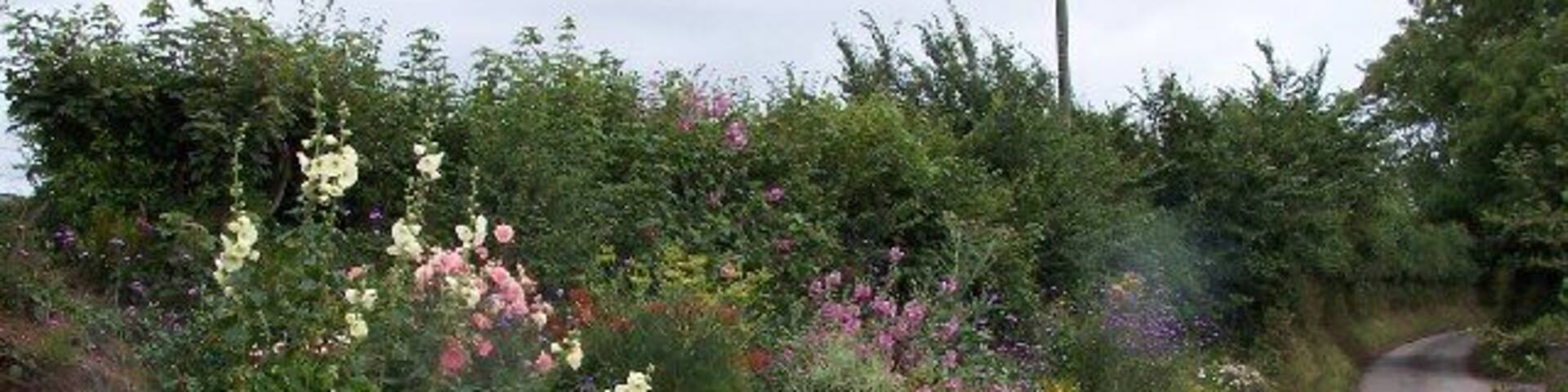 Manorbier Newton. A colourful border at the side of the road on the eastern edge of Manorbier Newton