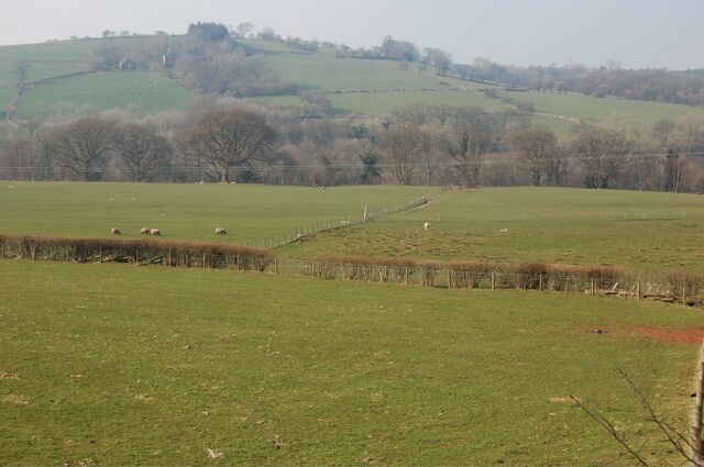 A green field with sheep and a fence.