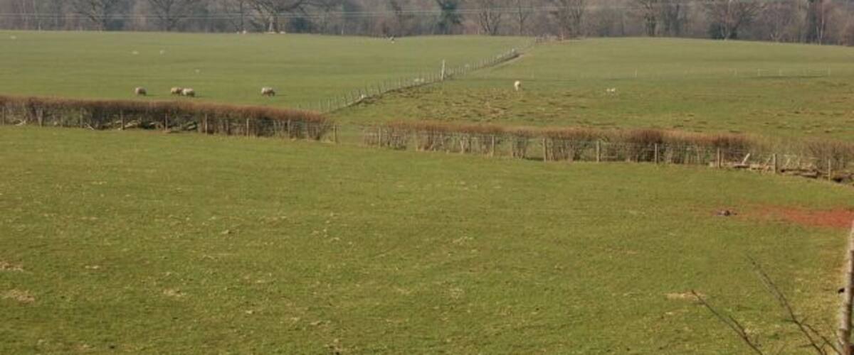 A green field with sheep and a fence.