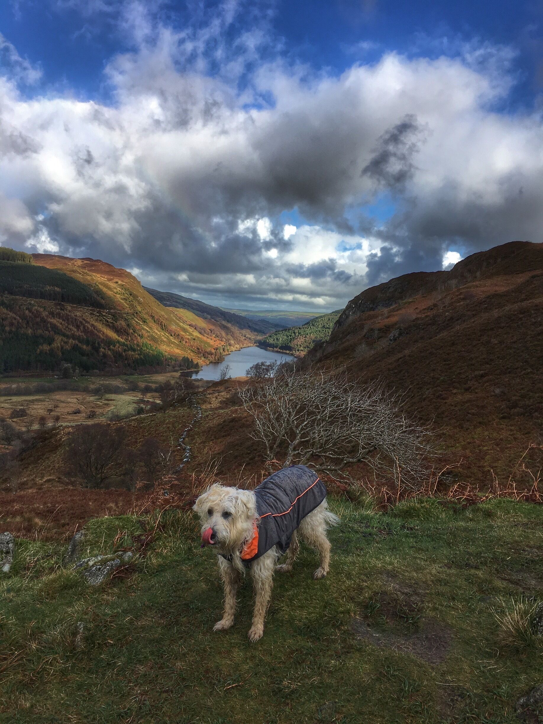 Poppy eyeing up my lunch 😂