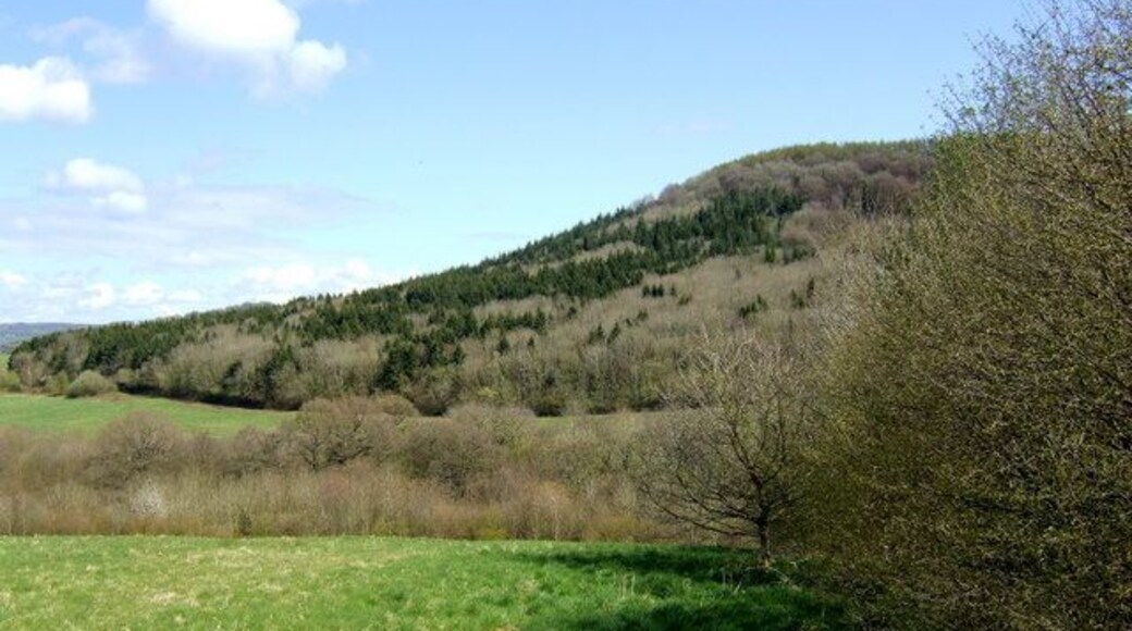 View to the Golden Hill The wooded hill is viewed from a footpath to the east of Warren Lane. Hazel plantation to the right.