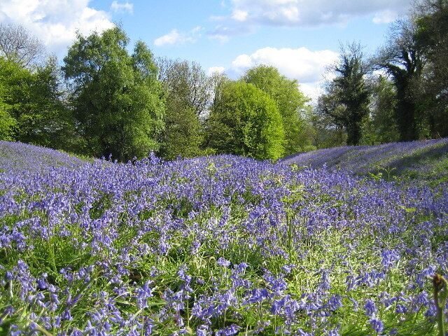 Coed-y-Bwnydd. Iron age fort whose ramparts look like waves in May when the bluebells cover the whole site.