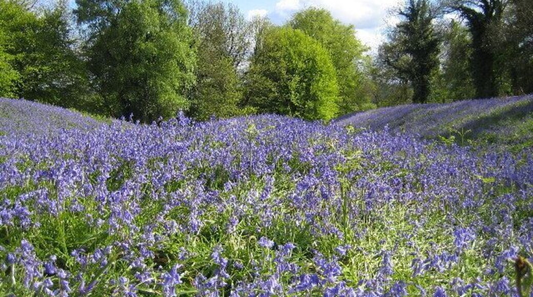 Coed-y-Bwnydd. Iron age fort whose ramparts look like waves in May when the bluebells cover the whole site.