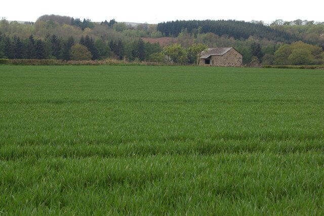 Winter cereals growing on Usk flood plain near Kemeys Commander View looks westwards towards the river Usk beyond the old barn.
