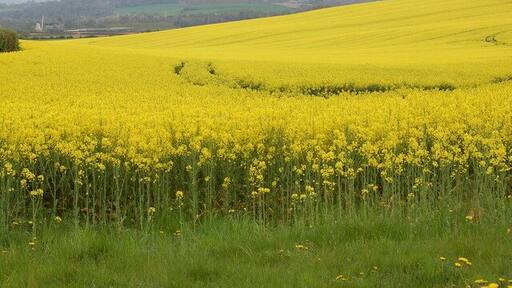 Oil seed rape field near Bettws Newydd View looks southwards with the Llancayo windmill (currently being re-developed) in the background on the left.