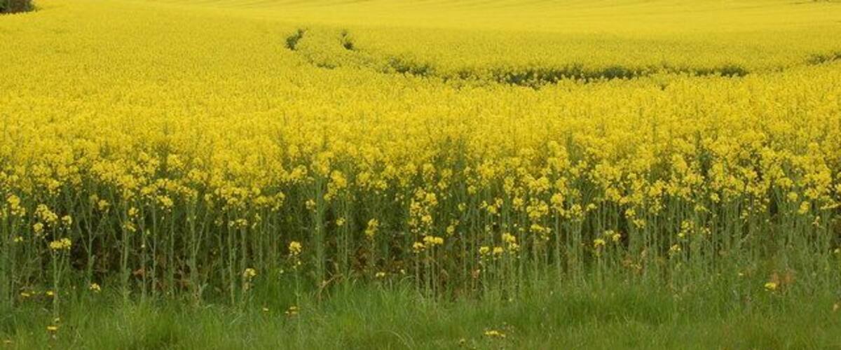 A field of yellow flowers, green grass, and rolling hills in the background.