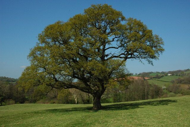 Tree beside the Usk Valley Walk, Llantrisant