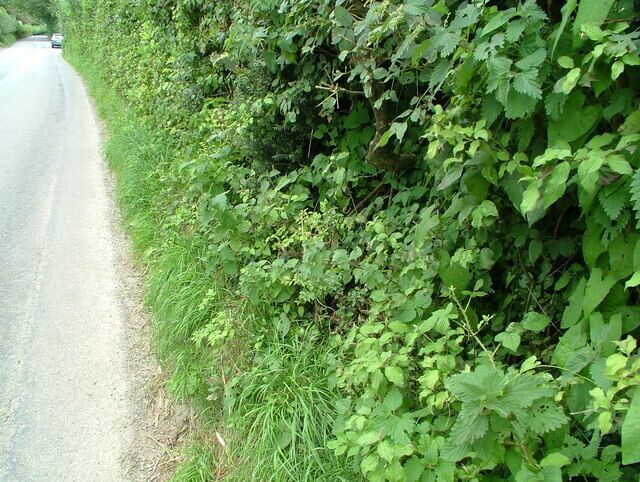 Road & hedgerow Well, this is a pretty boring picture, it's true but there' just nothing in this square really accessible or worth photographing.