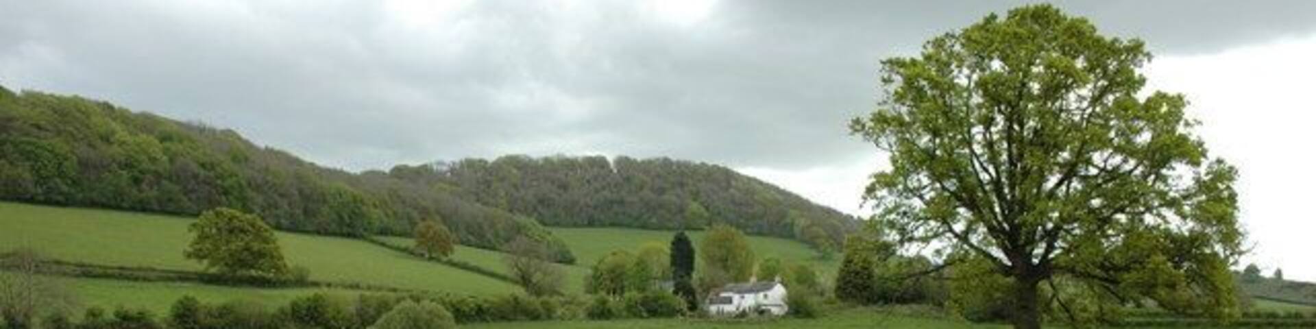 A grassy field with a large tree, rolling hills, and a white building in the distance.