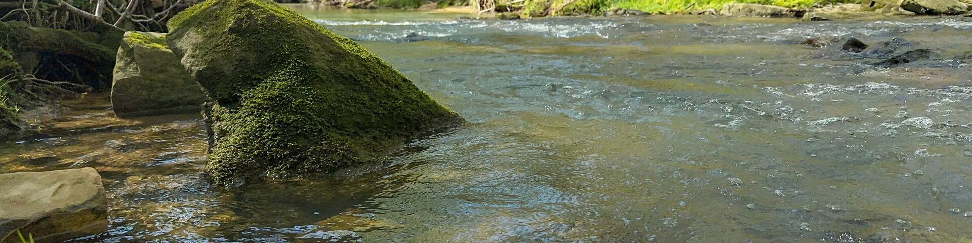Creek flowing in the woods of Alabama